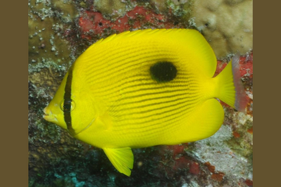 Zanzibar Butterfly (Rare)