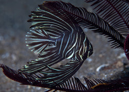 Zebra Batfish