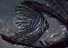 Zebra Batfish