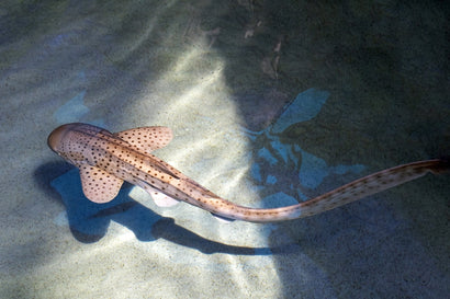 Zebra Shark: Juvenile
