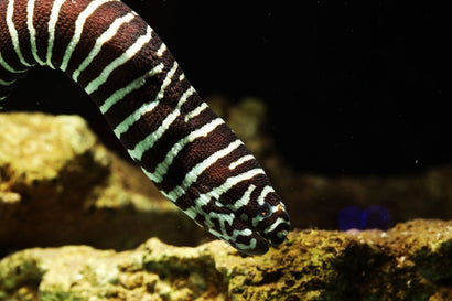 Zebra Moray Eel