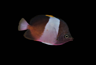 Zoster Butterfly: Black