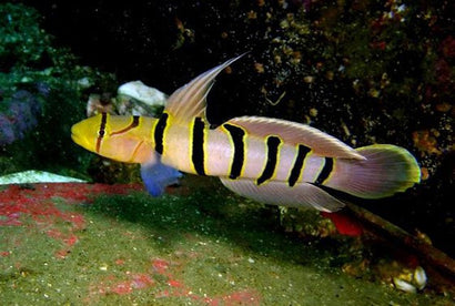 Banded Goby