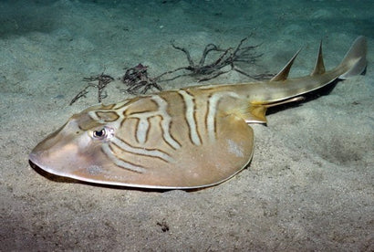Banjo Stingray