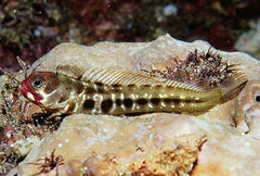 Red Eye Barnacle Blenny