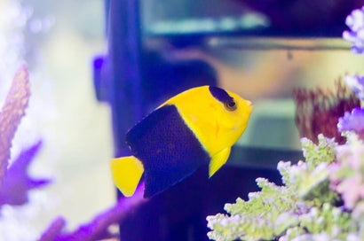 Bicolor Angel: Tank Raised