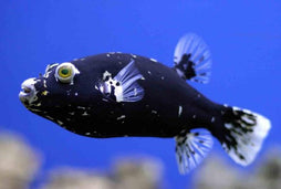 Dogface Puffer: Black