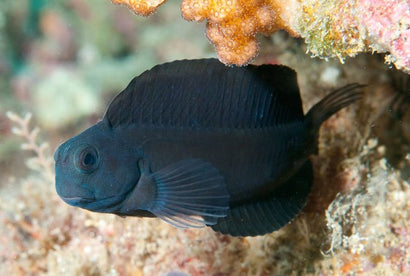Tribal Blenny