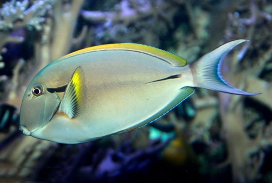 Tang Rio Ack Powder Black Tang