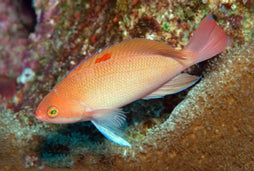 Bloodspot Anthias: Female