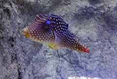 Blue Spot Puffer