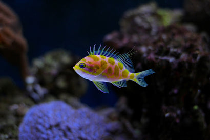 Anthias