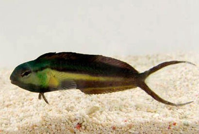 Bundoon Blenny