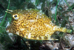 Camel Cowfish