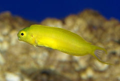 Canary Blenny: Yellow