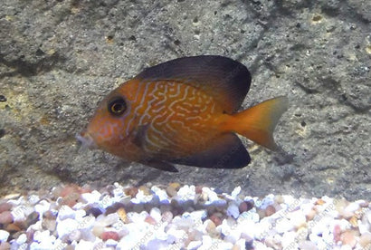 Chevron Tang: Sub Adult