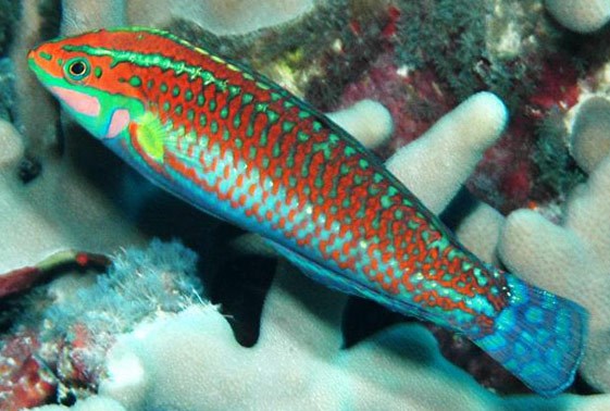 Red Christmas Wrasse – Sea Dwelling Creatures