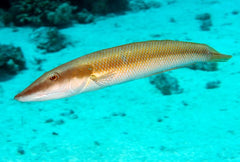 Cigar Wrasse