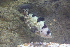 Clown Grouper