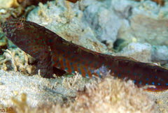 Crested Oyster Goby