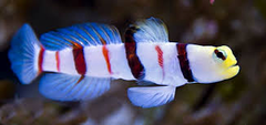 Dracula Goby