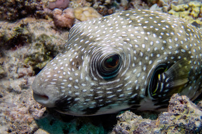 Pufferfish