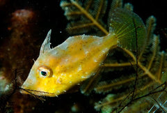 Fan Bellied Filefish