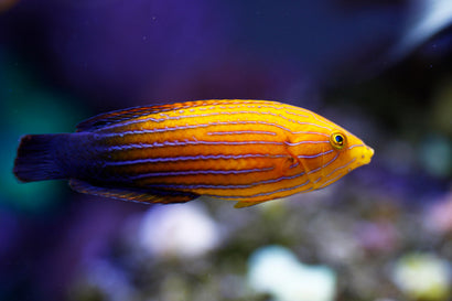 Feminus Wrasse