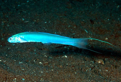 Japanese Filament Hana Goby
