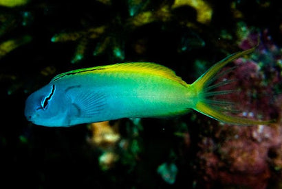Forktail Blenny