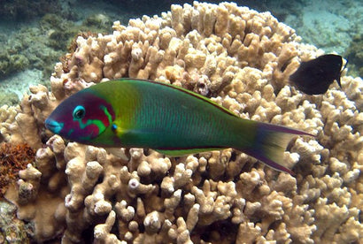 Genquivittatum Wrasse