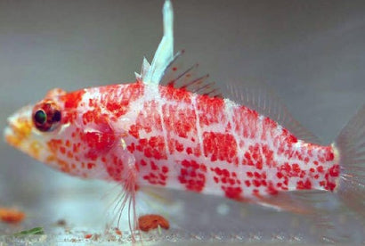 Geometric Pygmy Hawk