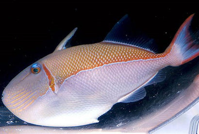 Gold Back Trigger: Male