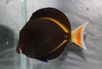 Gold Rim Hybrid Tang