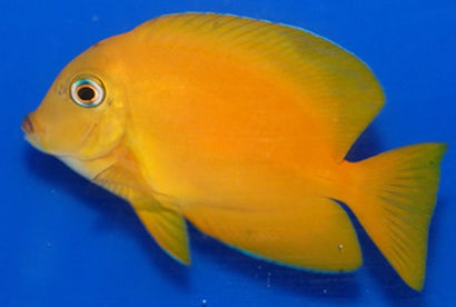 Golden Blue Eye Tang