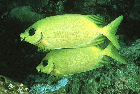 Golden Rabbitfish β Sea Dwelling Creatures
