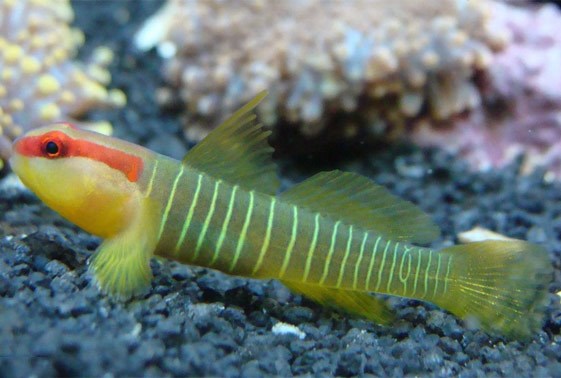 Green Banded Goby