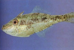 Green Filefish