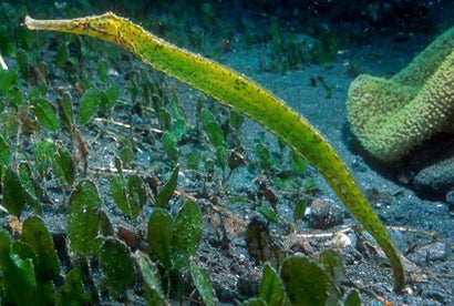 Green Pipefish
