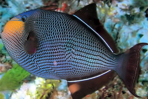 Black Trigger – Sea Dwelling Creatures