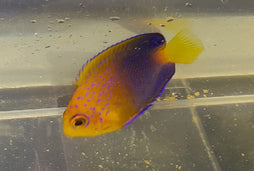 Interruptus Angelfish: Adult: Captive Bred