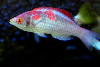 Koi Fairy Wrasse: Male