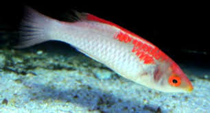 Koi Fairy Wrasse: Female