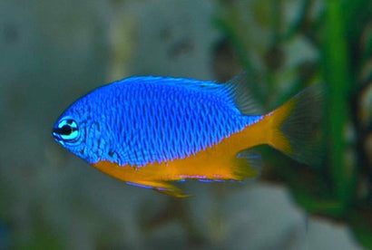 Kupang Damsel