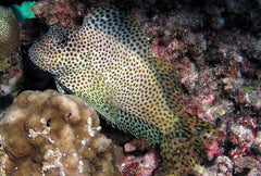 Red Sailfin Blenny