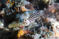 Leopard Puffer