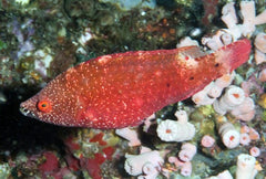 Longjaw Wrasse: Red