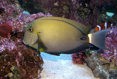 Maculiceps Tang