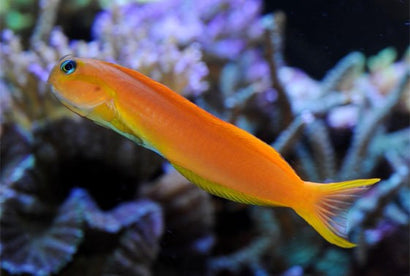 Midas Blenny: Lyretail