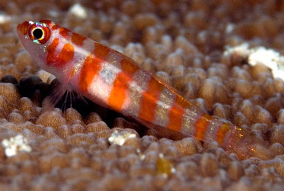 Orange Banded (Trimma) Goby